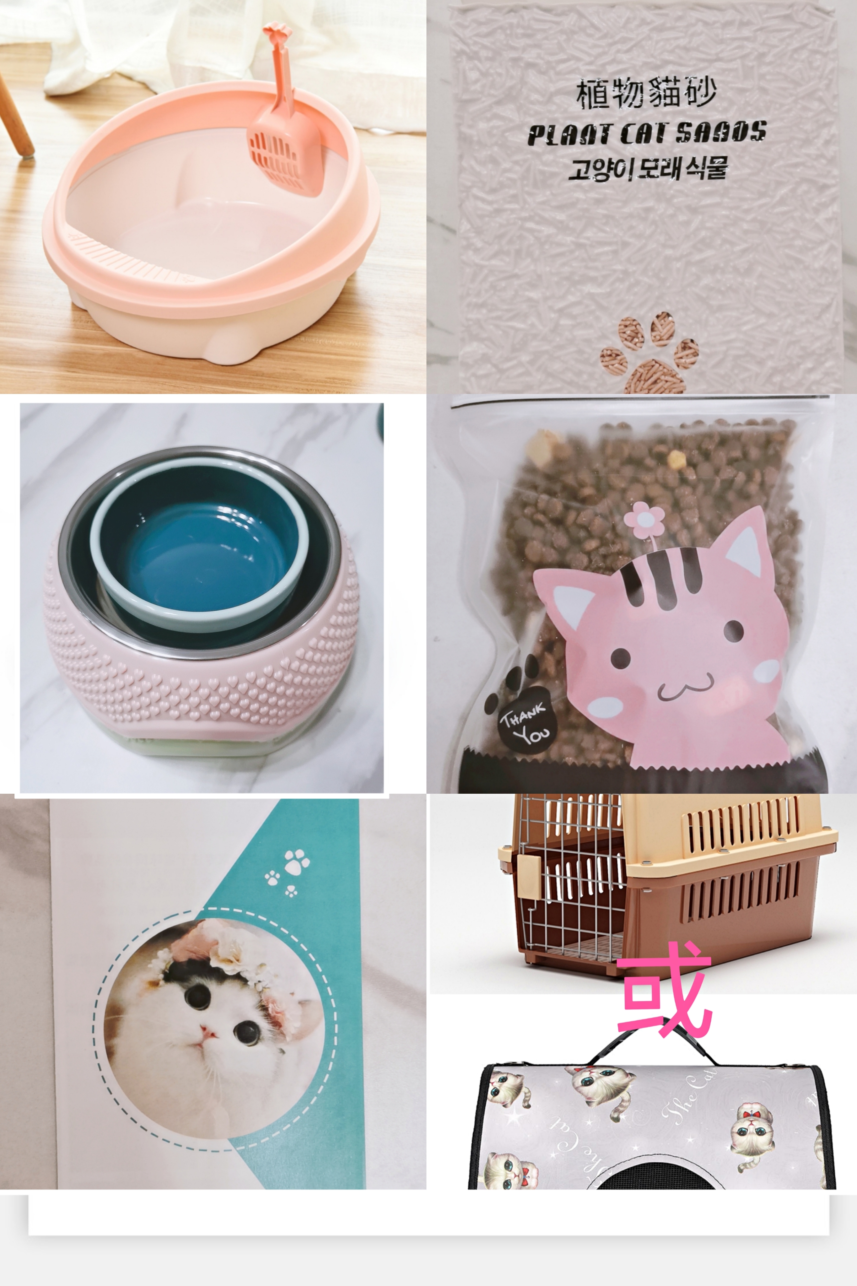 甜美高地长毛猫,大眼睛,送用品